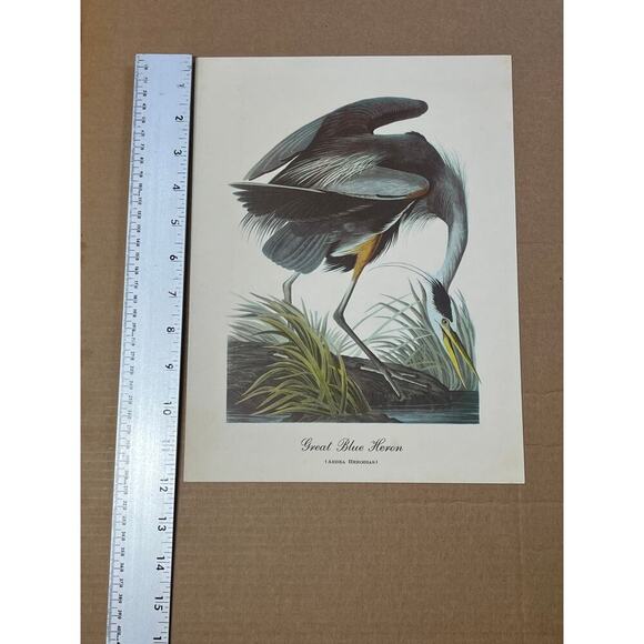 Vintage Great Blue Heron Print Art. Beautiful. Waterfowl. Birds. 12x9"  Decor - Picture 4 of 5